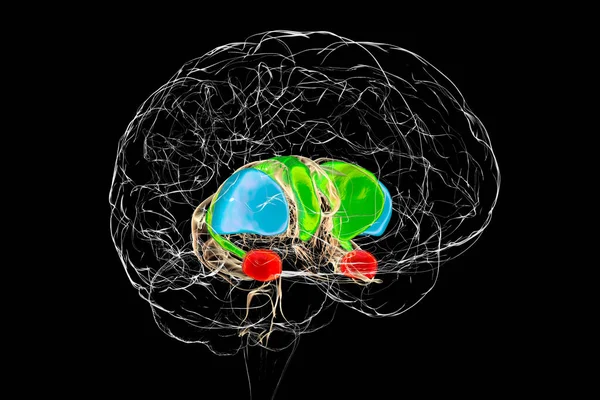 Brain Dorsal Striatum Anatomy Illustration Dorsal Striatum Consists Caudate Nucleus — Stock Photo, Image