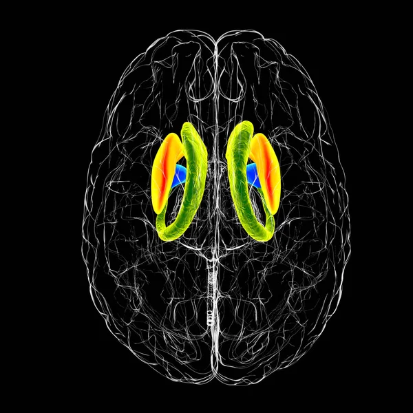 Anatomía Del Estriado Dorsal Cerebral Ilustración Estriado Dorsal Consiste Núcleo — Foto de Stock