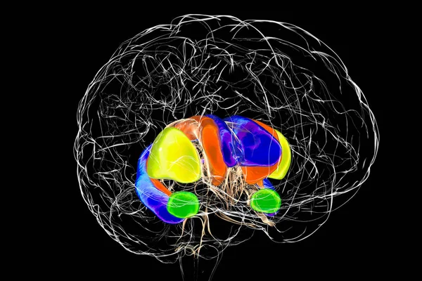 Anatomia Grzbietu Mózgu Ilustracja Strumień Grzbietowy Składa Się Jądra Kaudatowego — Zdjęcie stockowe