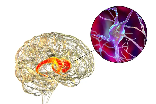 Núcleos Caudado Cerebro Humano Sus Neuronas Ilustración Núcleo Caudado Componente — Foto de Stock