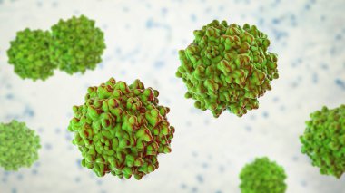 Adeno bağlantılı virüsler, 3 boyutlu çizimler. İnsanları enfekte etmek için bilinen en küçük virüsler, Parvoviridae ailesine aittir, gen terapisi ve izojenik insan hastalıkları modelleri için kullanılır.
