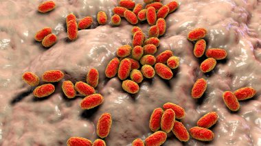 Boğmaca bakterisi Bordetella pertussis, 3 boyutlu illüstrasyon. Gram-negatif coccobacilli bakterisi çocukların boğmaca enfeksiyonuna neden olur.
