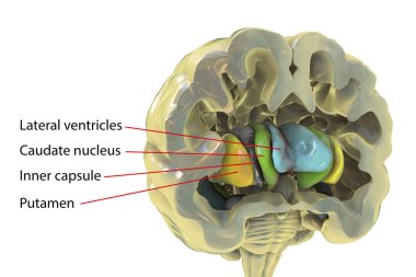 Human brain anatomy, basal ganglia. 3D illustration showing caudate nucleus (green), putamen (yellow), and lateral ventricles (blue) clipart