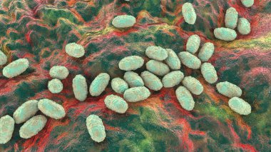 Boğmaca bakterisi Bordetella pertussis, 3 boyutlu illüstrasyon. Gram-negatif coccobacilli bakterisi çocukların boğmaca enfeksiyonuna neden olur.