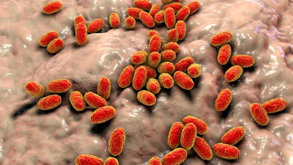 Boğmaca Bakterisi Bordetella Pertussis Boyutlu Illüstrasyon Gram Negatif Coccobacilli Bakterisi — Stok fotoğraf
