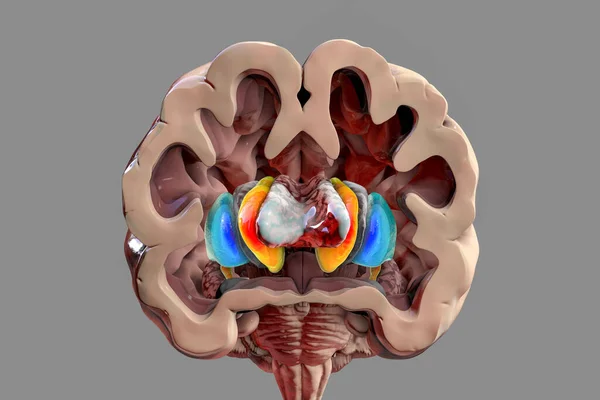 Anatomía Cerebral Humana Ganglios Basales Ilustración Mostrando Núcleo Caudado Naranja — Foto de Stock