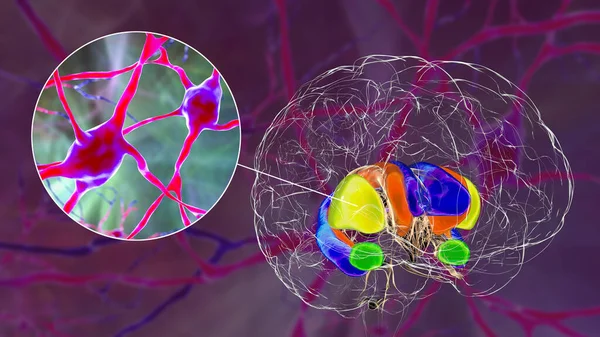 Estrato Dorsal Resaltado Cerebro Sus Neuronas Ilustración Estriado Dorsal Consiste —  Fotos de Stock