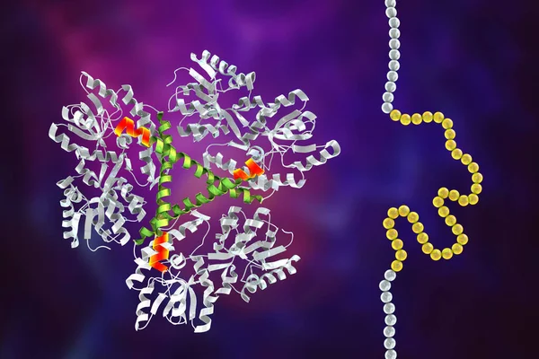 Molecule of the mutant Huntingtin protein, the cause of Huntington's disease, 3D illustration. It contains polyglutamine expansion (polyQ, marked orange, shown closeup on the left)