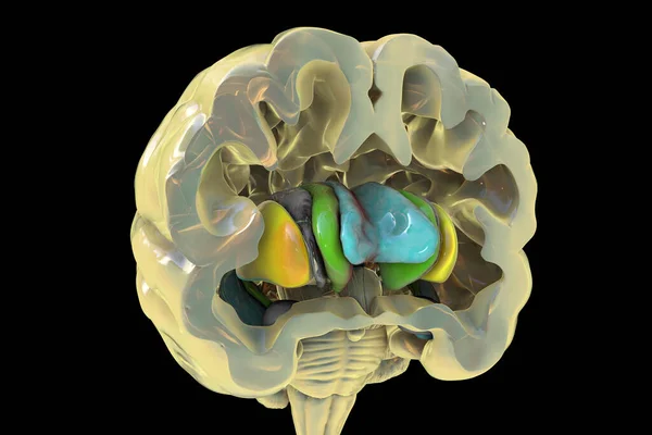 Mänsklig Hjärnanatomi Basala Ganglier Illustration Som Visar Kaudatkärnan Grön Putamen — Stockfoto