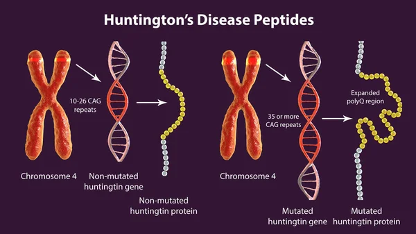 Genesis Molecular Enfermedad Huntington Ilustración Secuencia Saludable Mutante Proteína Huntingtin —  Fotos de Stock