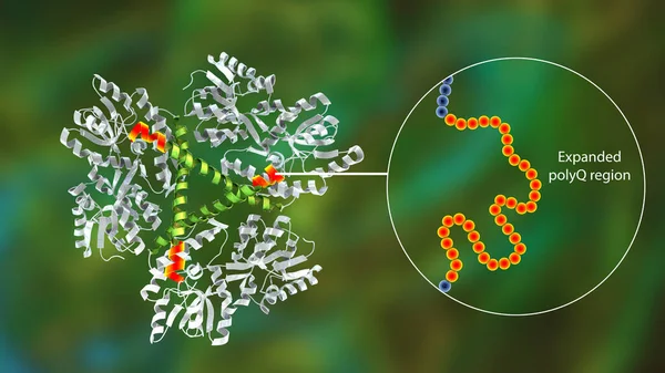 Molecule of the mutant Huntingtin protein, the cause of Huntington\'s disease, 3D illustration. It contains polyglutamine expansion (polyQ, marked orange, shown closeup on the left)