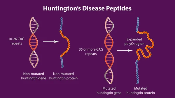 Molekylär Uppkomst Huntingtons Sjukdom Illustration Friska Och Muterade Huntingtin Protein — Stockfoto