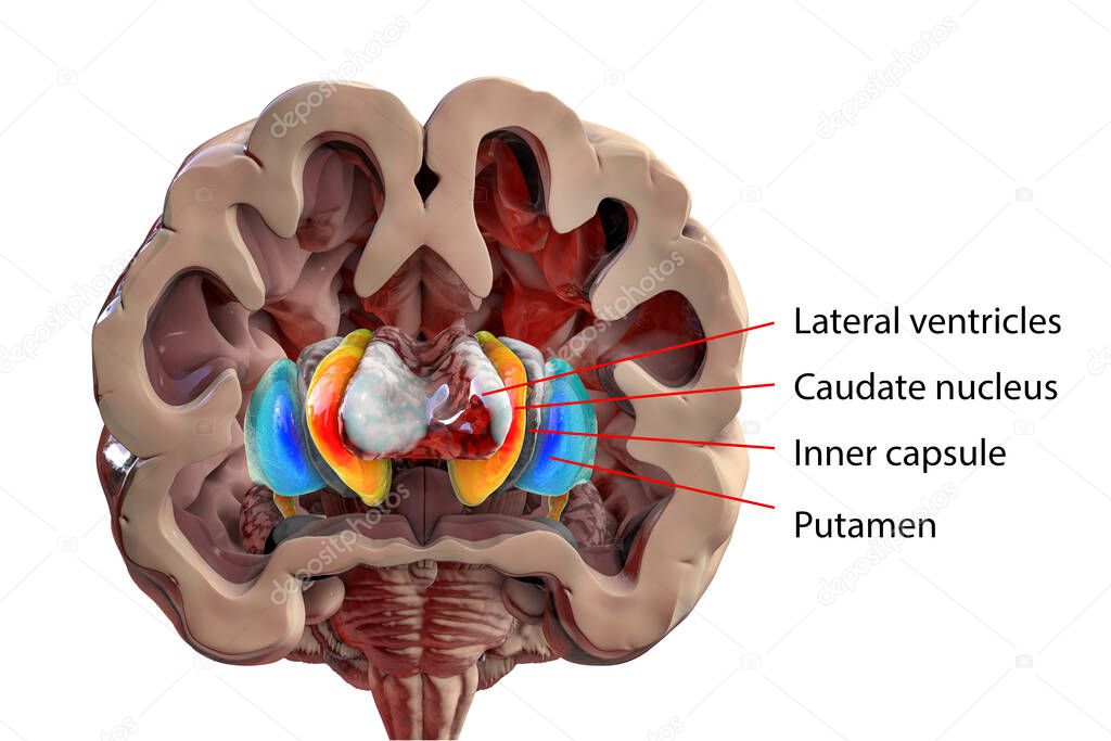 Human brain anatomy, basal ganglia. 3D illustration showing caudate nucleus (orange), putamen (blue), and lateral ventricles (gray)