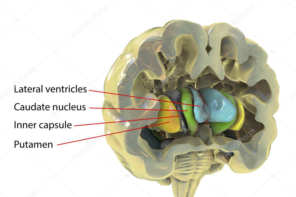 Human brain anatomy, basal ganglia. 3D illustration showing caudate nucleus (green), putamen (yellow), and lateral ventricles (blue)