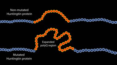 Sağlıklı ve mutant (mHtt) Huntingtin protein dizisi, 3D illüstrasyon, mHtt Huntington hastalığının sebebidir, poliglutamin genleşmesi (poliQ) içerir.)
