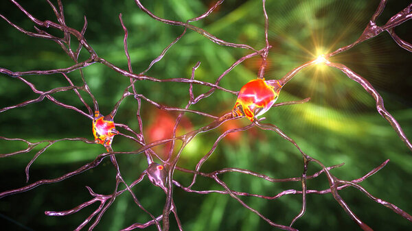 Neurons of Dorsal striatum, 3D illustration. The dorsal striatum is a nucleus in the basal ganglia, degrading of its neurons plays a crucial role in the development of Huntington's disease