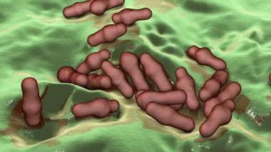 Spor oluşturan bakteri Clostridium, tetanos, botulizm, gaz kangreni ve psödomembran kolit, 3 boyutlu animasyon