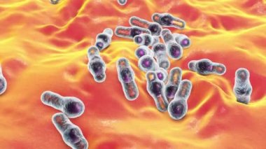 Spor oluşturan bakteri Clostridium, tetanos, botulizm, gaz kangreni ve psödomembran kolit, 3 boyutlu animasyon