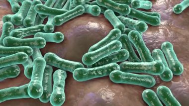 Bakteri Corynebacterium diphtheriae, Gram-pozitif çubuk şekilli bakteri solunum enfeksiyonu difteri ve deri lezyonları, 3 boyutlu animasyon