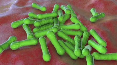 Bakteri Corynebacterium diphtheriae, Gram-pozitif çubuk şekilli bakteri solunum enfeksiyonu difteri ve deri lezyonları, 3 boyutlu animasyon