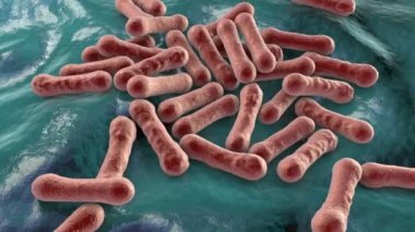 Bakteri Corynebacterium diphtheriae, Gram-pozitif çubuk şekilli bakteri solunum enfeksiyonu difteri ve deri lezyonları, 3 boyutlu animasyon