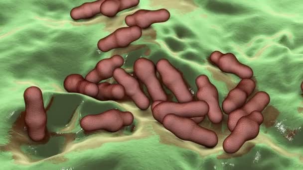 Sporenvormende Bacterie Clostridium Veroorzaker Van Tetanus Botulisme Gasgangreen Pseudomembrante Colitis — Stockvideo