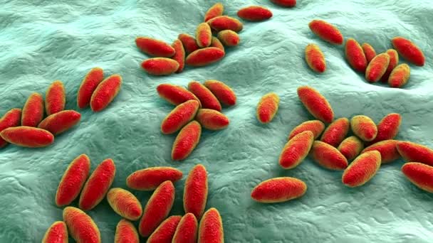 Brucella Bacterie Animatie Gram Negatieve Bacteriën Die Brucellose Veroorzaken Bij — Stockvideo