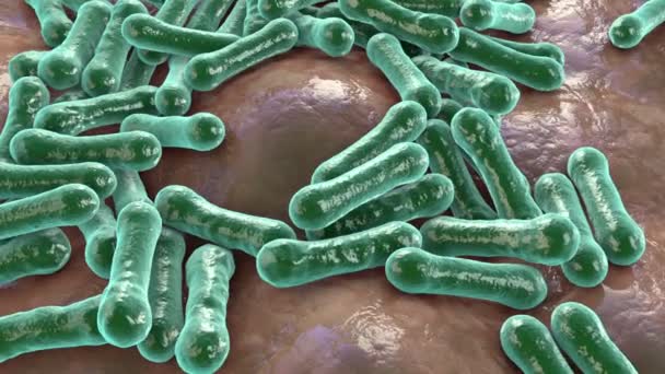 Bakterier Corynebacterium Diphtheriae Grampositiva Stavformade Bakterier Som Orsakar Luftvägsinfektion Difteri — Stockvideo