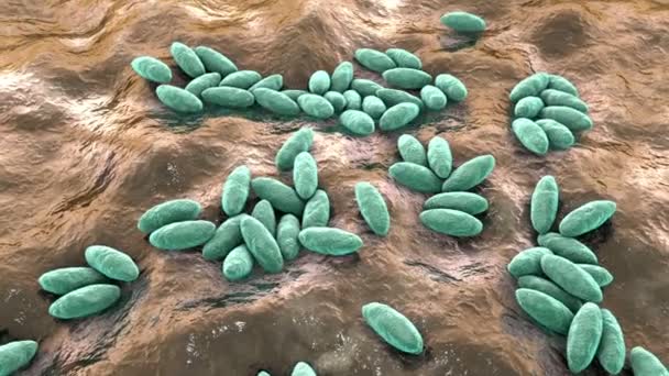 Bacterias Brucella Animación Bacterias Gramnegativas Que Causan Brucelosis Bovinos Humanos — Vídeo de stock