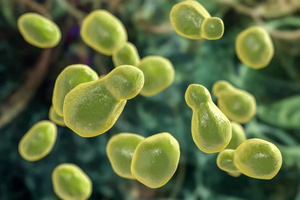 Hongos Levadura Patógena Cryptococcus Neoformans Que Causa Meningoencefalitis Criptocócica Enfermedad —  Fotos de Stock