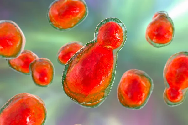 Патогенні Дріжджові Гриби Cryptococcus Neoformans Які Спричинюють Криптококовий Менінгоенцефаліт Захворювання — стокове фото
