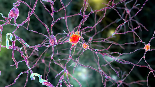 Neuronen Van Dorsale Striatum Illustratie Dorsale Striatum Een Kern Basale — Stockfoto