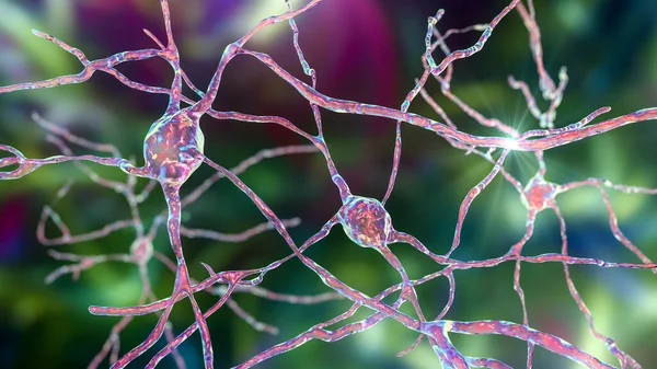 Neurons of Dorsal striatum, 3D illustration. The dorsal striatum is a nucleus in the basal ganglia, degrading of its neurons plays a crucial role in the development of Huntington\'s disease