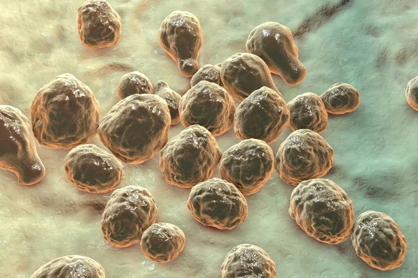 Παθογόνος Μύκητας Ζύμης Cryptococcus Neoformans Που Προκαλεί Κρυπτοκοκκική Μηνιγγοεγκεφαλίτιδα Και — Φωτογραφία Αρχείου