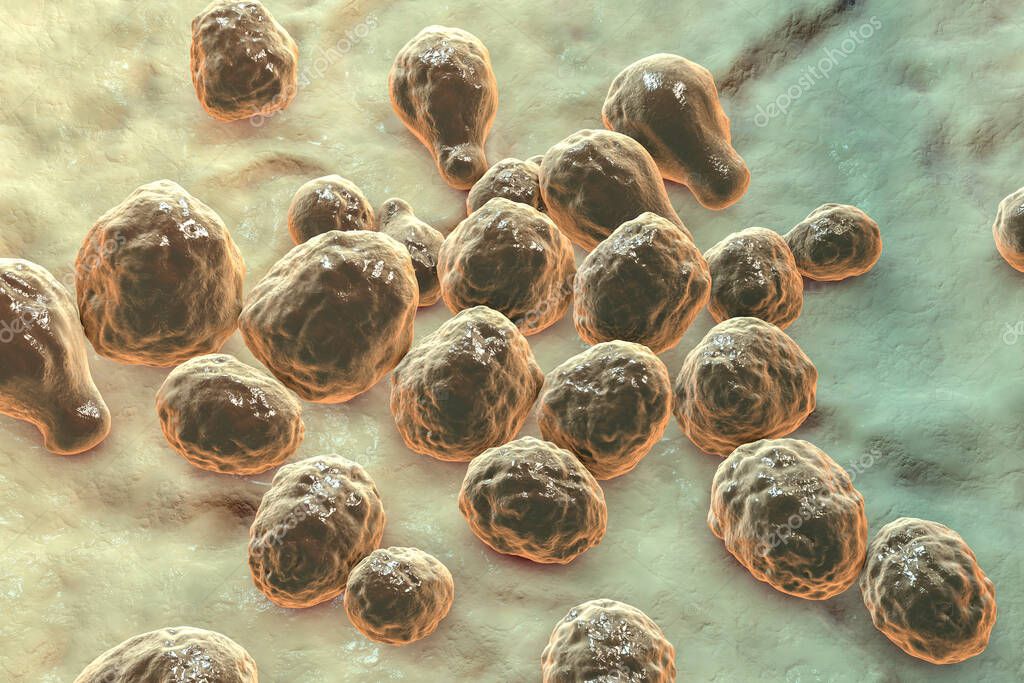 Hongos de levadura patógena Cryptococcus neoformans que causa ...