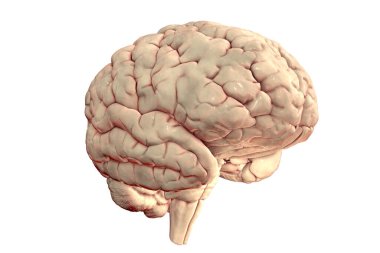 Beyaz arka planda izole edilmiş insan beyni anatomik modeli, gerçekçi 3D illüstrasyon