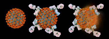 Antibodies attacking and destroying SARS-CoV-2 virus, corona virus, COVID-19 viruses. 3D illustration for COVID-19 treatment, diagnosis and prevention. Vaccine production and vaccination concept clipart