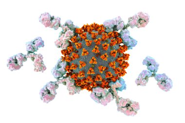 SARS-CoV-2 virüsüne saldıran antikorlar, korona virüsü, COVID-19 virüsleri, COVID-19 tedavisi için kavramsal 3D illüstrasyon, tanı ve önleme. Aşı üretimi ve aşı kavramı