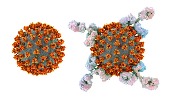 Antibodies Attacking Sars Cov Virus Corona Virus Covid Viruses Conceptual — Stock Photo, Image