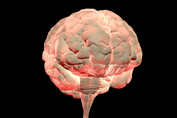 Människans Hjärna Anatomisk Modell Realistisk Illustration — Stockfoto