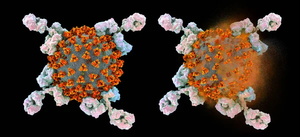 Antilichamen Die Sars Cov Virus Corona Virus Covid Virussen Aanvallen — Stockfoto