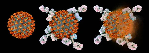 Sars Cov 2ウイルス コロナウイルス Covid 19ウイルスを攻撃し破壊する抗体 Covid 19治療 診断および予防のための3Dイラスト ワクチンの生産と予防接種の概念 — ストック写真