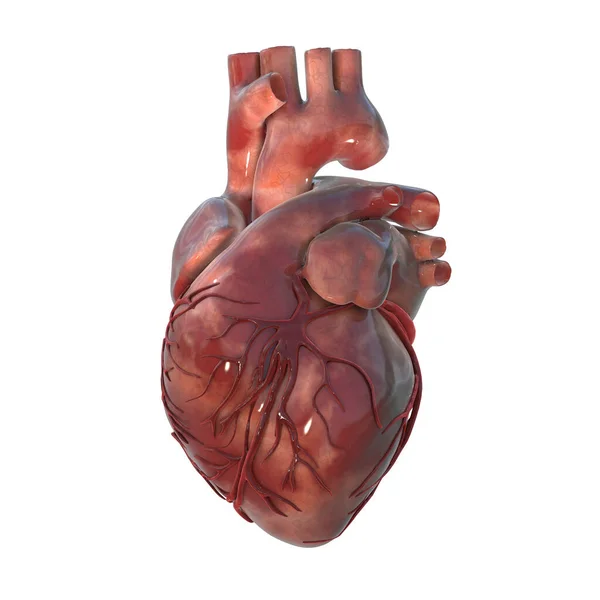 Anatomia Del Cuore Umano Illustrazione Clinicamente Accurata — Foto Stock