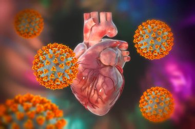 COVID-19 virüsleri kalbi etkiliyor, kavramsal 3 boyutlu illüstrasyon. COVID-19 koronavirüs hastalığıyla ilgili kalp komplikasyonları. SARS-CoV-2 virüsünün insan kalbi üzerindeki olumsuz etkisi.