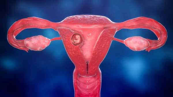 Embrião Humano Útero Ilustração Cientificamente Precisa Embrião Semanas — Fotografia de Stock
