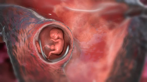 Human Embryo Uterus Scientifically Accurate Illustration Week Embryo — Foto de Stock