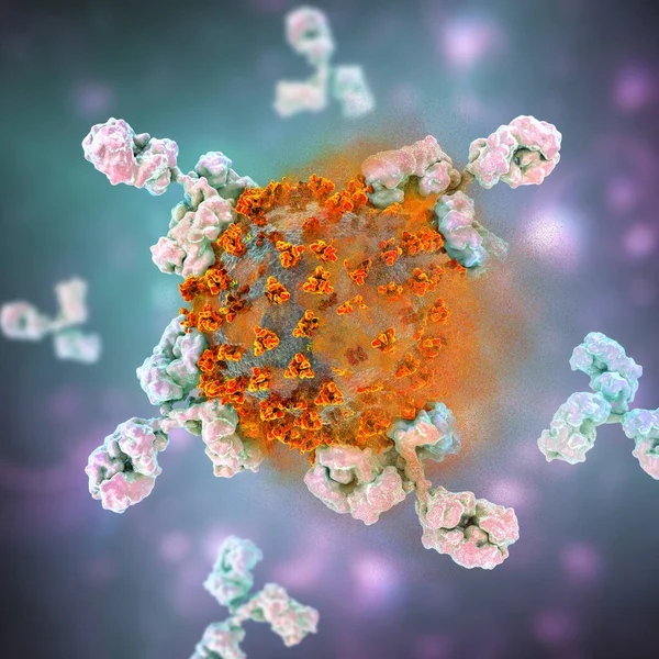 Antibodies Attacking Destroying Sars Cov Virus Corona Virus Covid Viruses — Stock Photo, Image