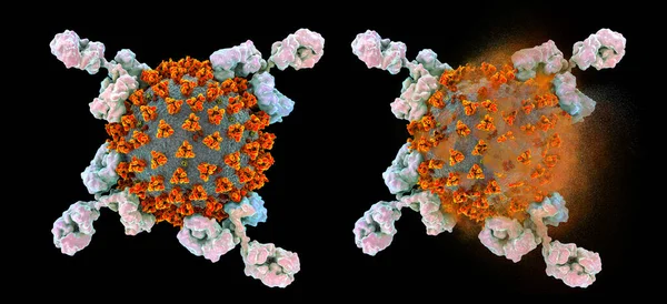 Antikroppar Som Angriper Och Förstör Sars Cov Virus Koronavirus Covid — Stockfoto