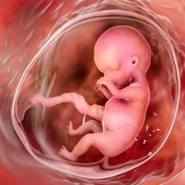 Rahimdeki insan fetüsü, bilimsel olarak üç boyutlu bir illüstrasyon. Erken fetal dönem, 8 - 16 hafta