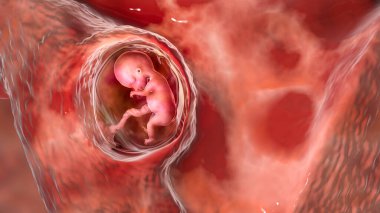 Rahimdeki insan fetüsü, bilimsel olarak üç boyutlu bir illüstrasyon. Erken fetal dönem, 8 - 16 hafta